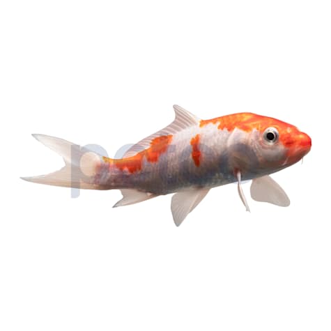 Koi Grade A-Small (Cyprinus Carpio)