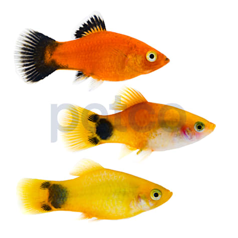 Assorted Platies