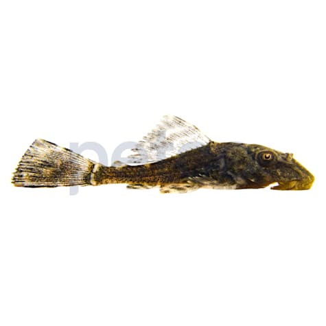Common Plecostomus