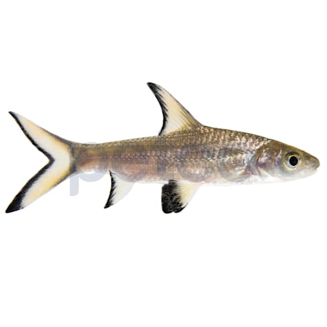 Bala Shark