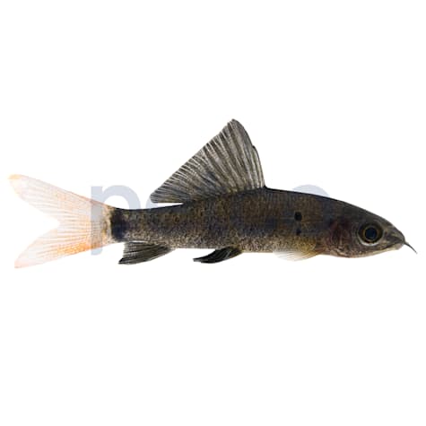 Redtail Shark