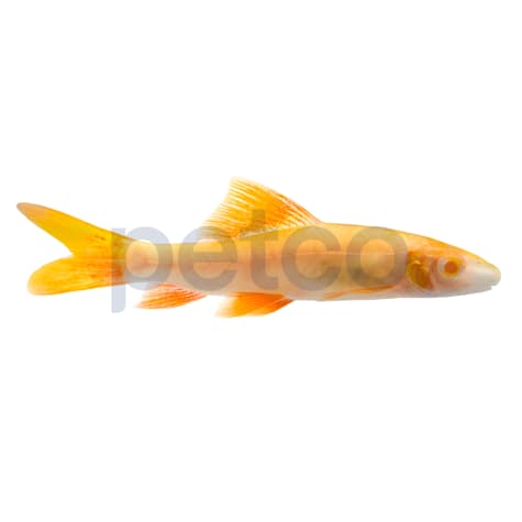Albino Rainbow Shark