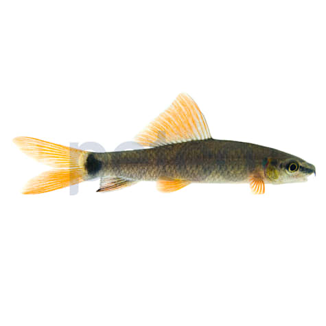 Rainbow Shark