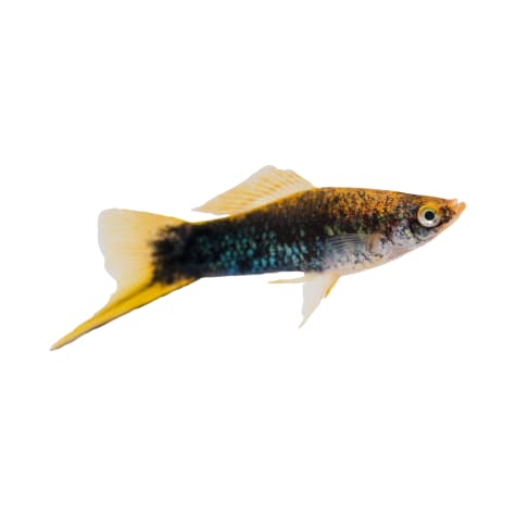 Assorted Swordtails For Sale: Order Online 