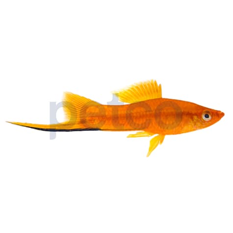 Red Swordtail