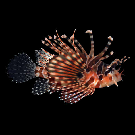 lionfish for sale petco