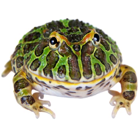 Pacman Frog