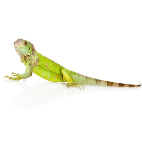 Iguana