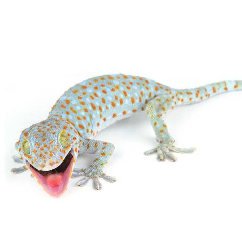 Tokay Gecko