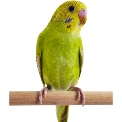 Green Parakeet