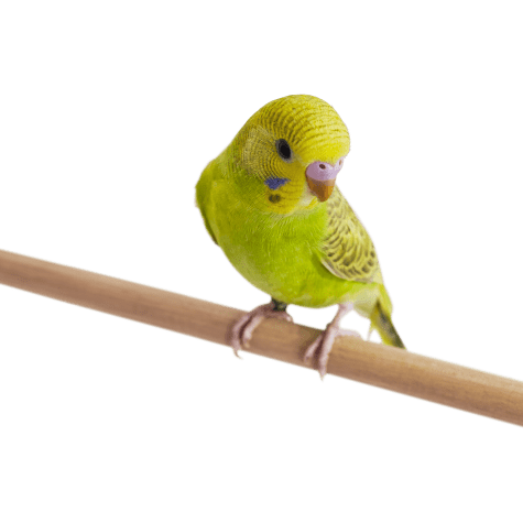 Green Parakeets For Sale Melopsittacus Undulatus Petco
