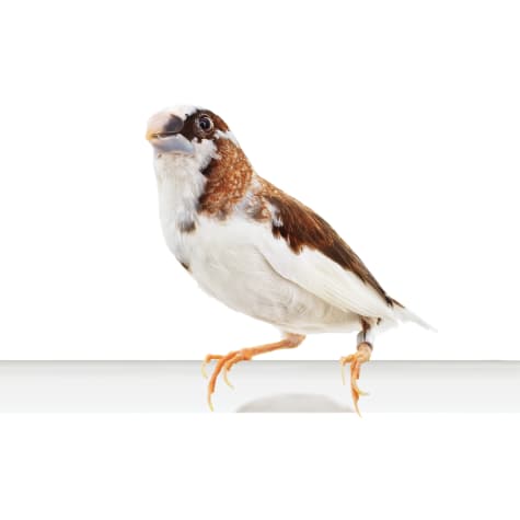 Society Finch