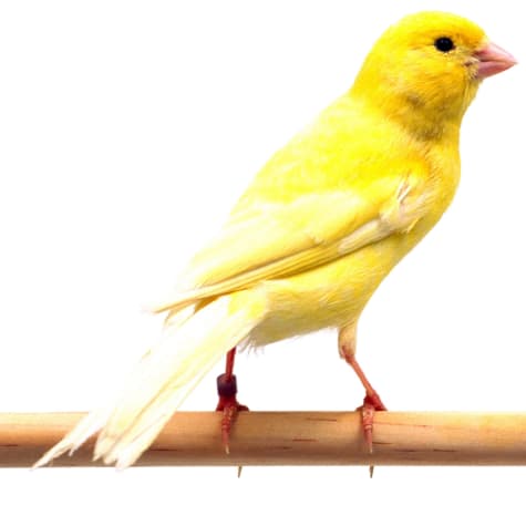Yellow Canary