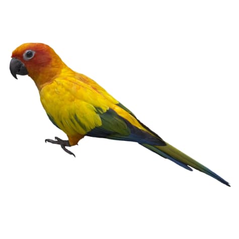 Sun Conure