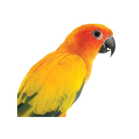 Red Factor Sun Conure Color Mutation Colorful Birds Conure Parrots Sun Conure