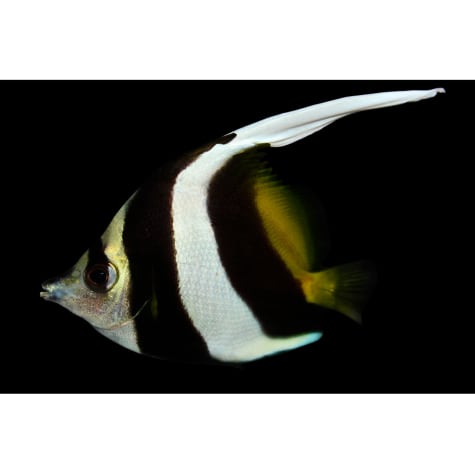 Black White Heniochus Small Petco