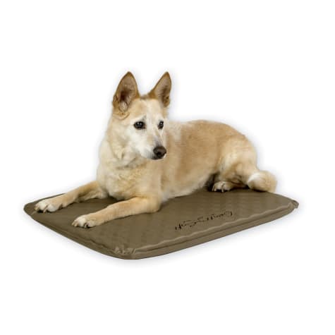 heated dog bed big w