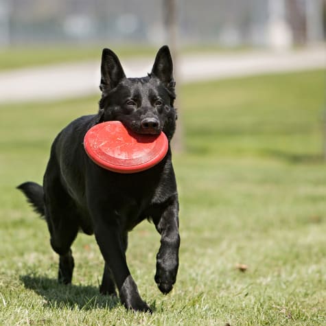 dog rubber frisbee