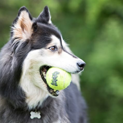 kong ball with rope dog toy