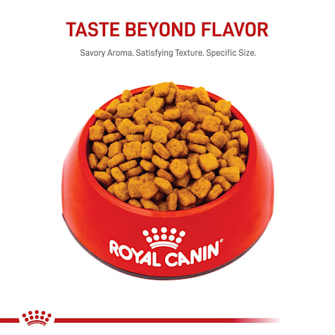 royal canin dachshund teckel