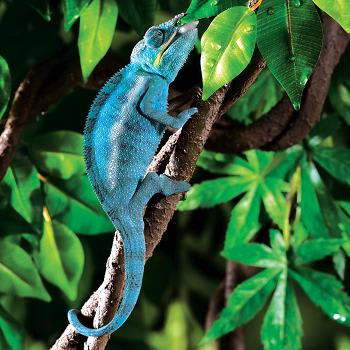 blue iguana for sale petco