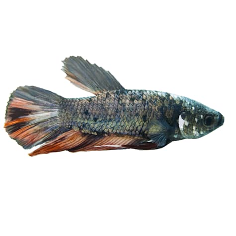 Male Halfmoon King Betta