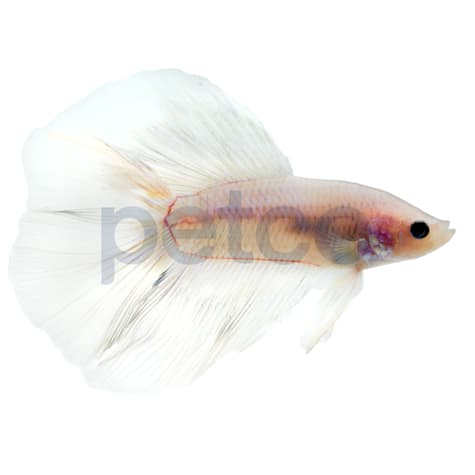 Male Doubletail Betta
