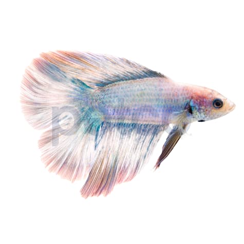 Male Halfmoon Doubletail Betta