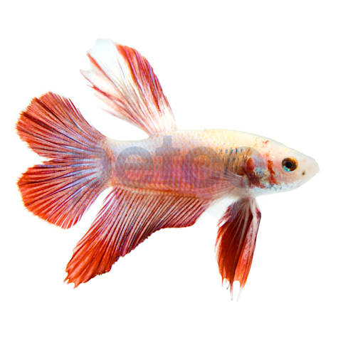 Male Halfmoon Doubletail Plakat Betta