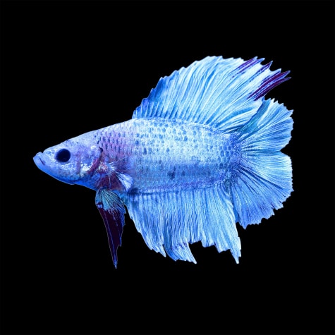 Male Halfmoon Doubletail Plakat Bettas 