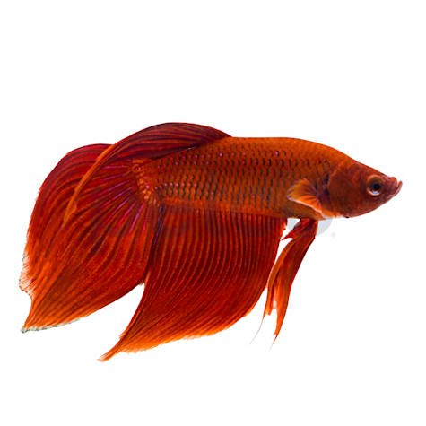Male Red Veiltail Betta