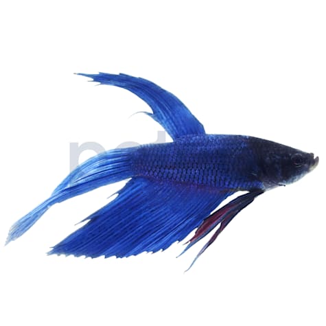 Male Blue Veiltail Betta