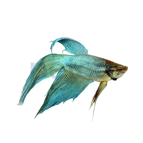 Male Green Veiltail Betta