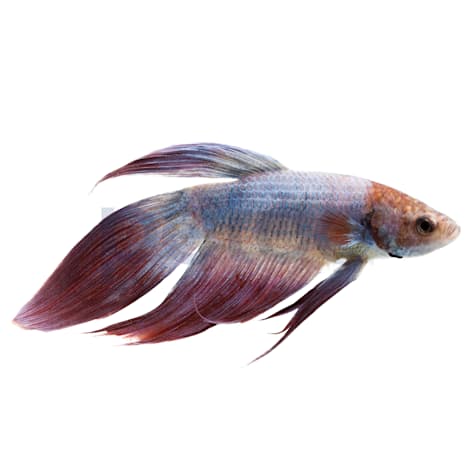 Male Cambodian Veiltail Betta