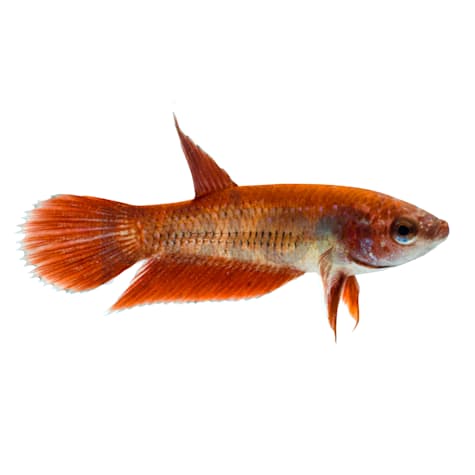 Female Red Veiltail Betta