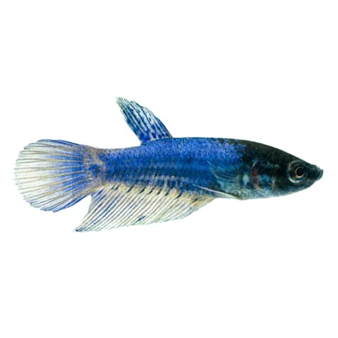 Female Blue Veiltail Betta