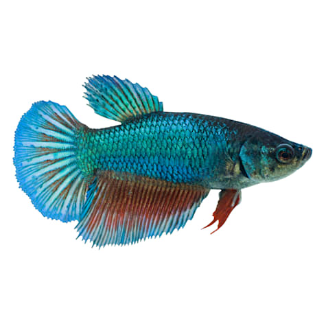 Female Green Veiltail Betta