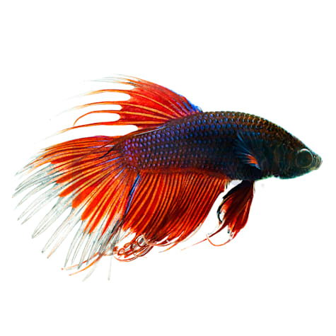 Male Red Crowntail Betta