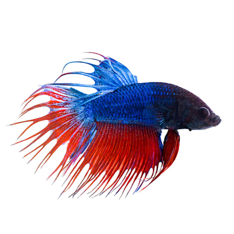 Male Blue Crowntail Betta