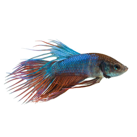 Male Green Crowntail Betta