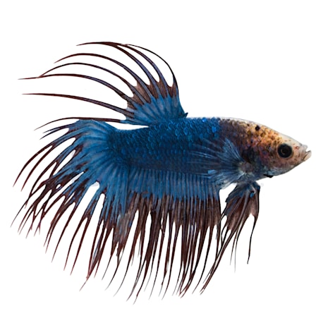 Male Cambodian Crowntail Betta