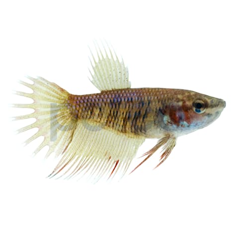 Female Red Crowntail Betta
