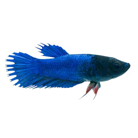 Female Blue Crowntail Betta