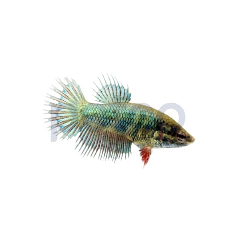 Female Green Crowntail Betta