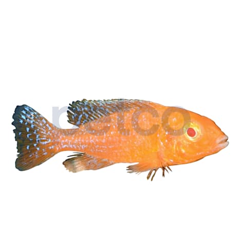 Albino Peacock Cichlid