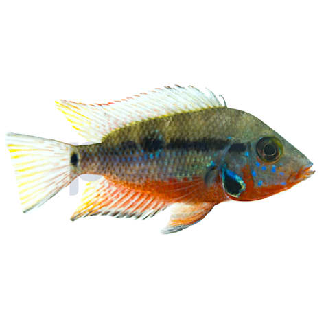 Firemouth Cichlid