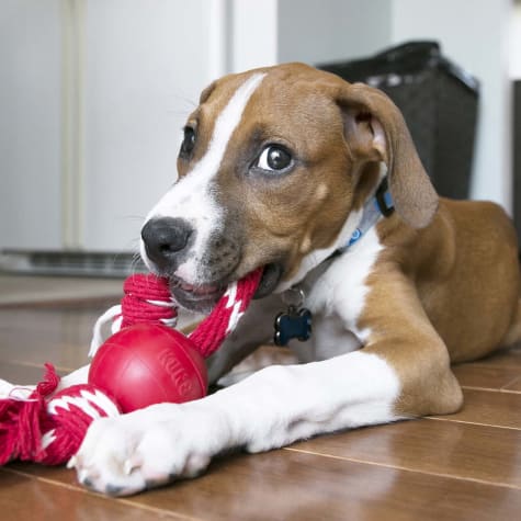 dog toy ball rope