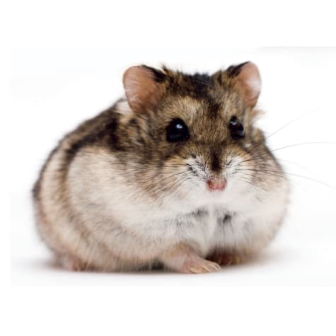 dwarf hamsters for sale near me