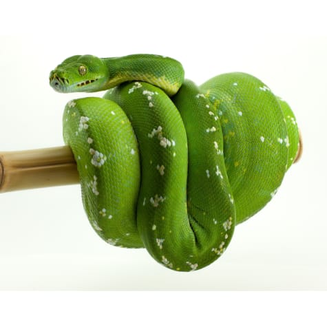 Green Tree Python