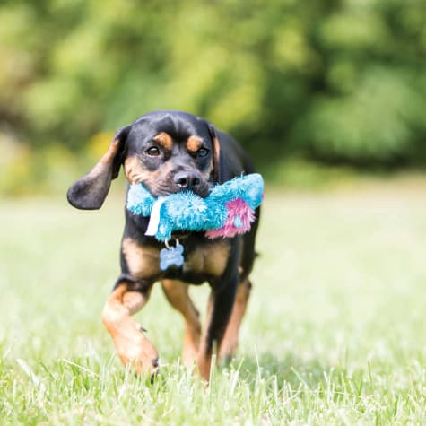 stuffed moose dog toy